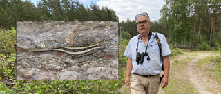 Sandödlor får barnkammare av kommunekolog