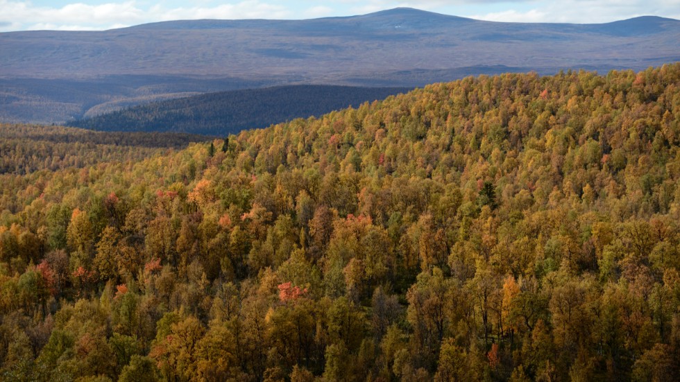 Norra Sverige har större skyddsområden än södra. Arkivbild.