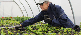 Här odlar de både blommor och vänskap