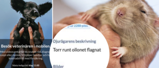 Skickade penisbild till veterinär – sökte vård för tamråtta