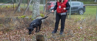 100 nosar i farten – nosework–tävling på Björkliden