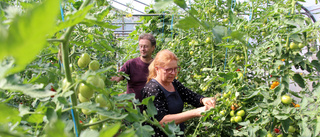 John-Eric och Annika har 180 tomatplantor hemma: "Det är så här vi vill leva"