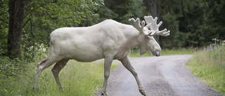 Vita älgar blir fler i Värmland