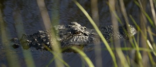 Alligator som dödade man hittad