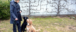 Labradoodlen hade de egenskaper Caroline letade efter