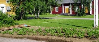 Nedläggning hotar Laestadiusmuseet