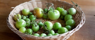 Dags att ta in tomaterna