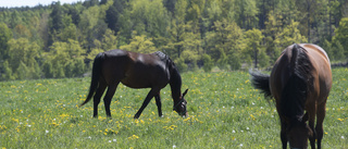 Hästarna Bubbe och Carisma sköts ihjäl av jägare