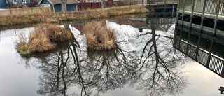 Därför ska dammen i Stadsparken tömmas på vatten