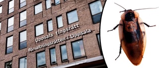 Uppsala-åklagare fick kackerlacka i brev