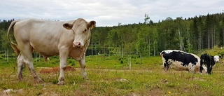 Högt förtroende för Sveriges allt färre bönder