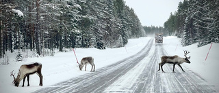 Renar påkörda efter vägarna i de norra delarna av länet