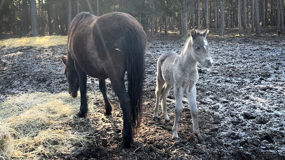 Årets första fölunge i russflocken på Lojsta hed föddes 24 april, här med sin mamma Töa.