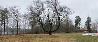 Bröllopsträdet – ett monument över förr och nu