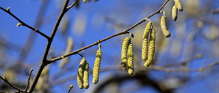 Varning för snuva – pollen på ingång