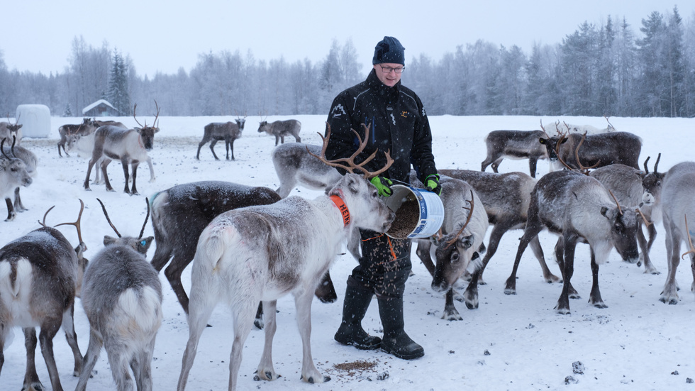 När Hans Holma kliver in i renhagen utanför byn Kangos så samlar sig renarna genast omkring honom. De vet att nu vankas det godsaker och än ivrigare blir de när han kommer fram med en hink kraftfoder som han sprider ut på snön. 