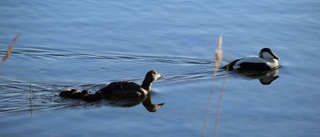 Få ejdrar häckar i ytterskärgården