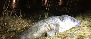 Ny sälkut siktad i Strömparken