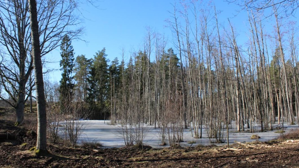 Damm som samlar upp vatten i betesmarken på Häckenstad.