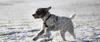 Hundägare, plocka upp bajset efter era hundar på trottoaren