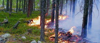 Vandrare startade skogsbrand i nationalpark