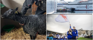  3 nyheter från dagen du inte vill missa • ✓ Sköt fyrverkerier meter från lammhagen✓ DI granskar Gotlandsbolaget ✓ Så många skickas till Island Games