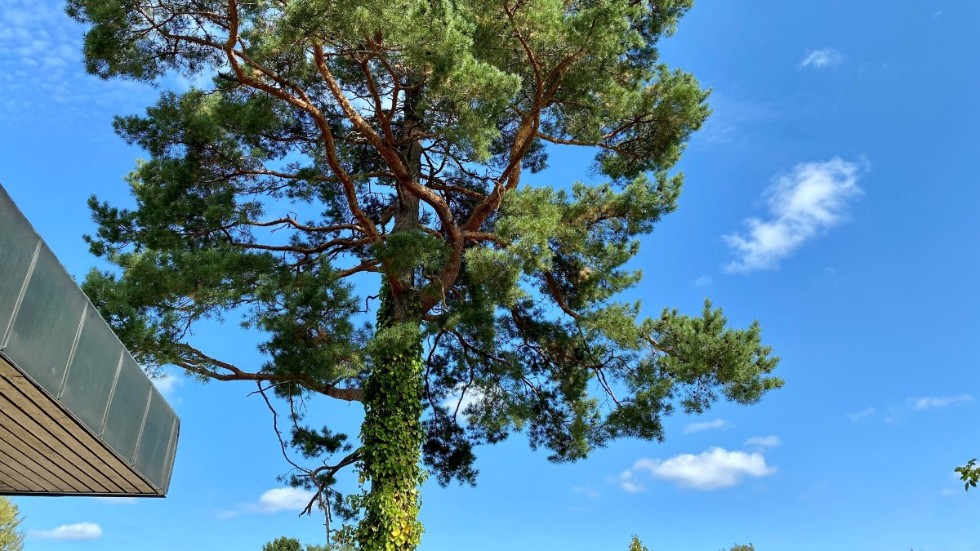 Tallen skapar en särskild atmosfär på tomten, skriver Catarina Nitz, som hävdar att hon skulle limma fast sig i barken med superlim om någon närmade sig med motorsågen. 