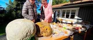 Plättar, kottar och gigantiska svampar på Främjardagen