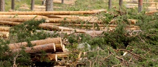 Avverkat timmer kvar i skogen - lagbrott