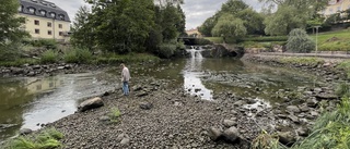 Fiskar strandade när Nyköpingsån tömdes: "Tittade ut genom fönstret och såg att allt vatten var borta"