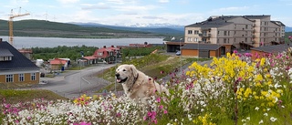 Läsarbilden: Midsommar i det nya Kiruna