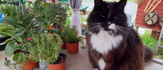 Katt bland alla blommorna     