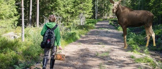 Jägare och svampplockare delar på skogen