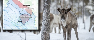 Infekterad strid mellan samebyar • Renar drevs bort • "Djurplågeri att samla renar med helikopter"