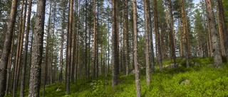 Skogsägarna är väl värda att vårda