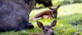 Älg sparkade ner kvinna i Lerum