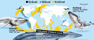 Krav på skyddade områden för valar