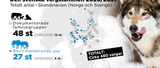 Vargjakten inledd – fyra djur fällda