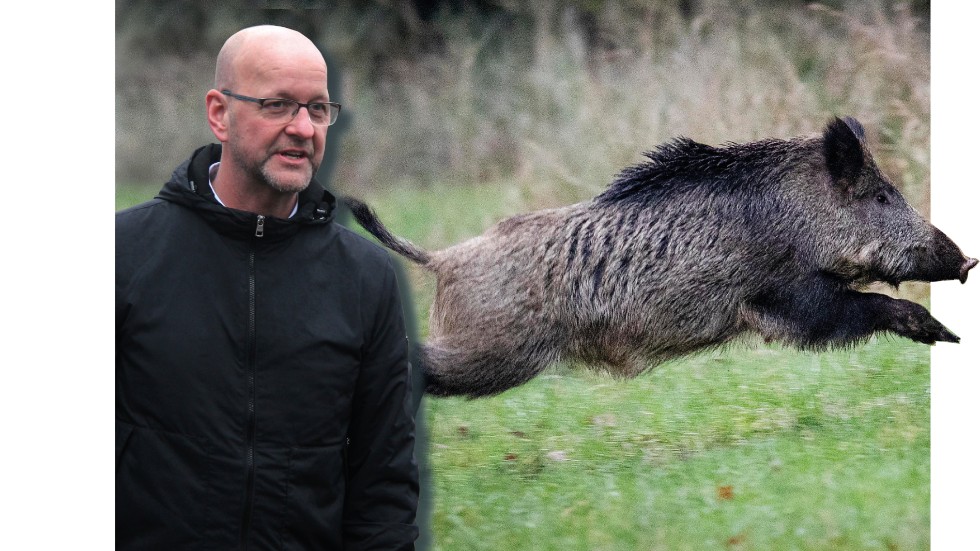 Magnus Oscarsson, riksdagsledamot för KD i Östergötland, agerar nu för att hjälpa Gotland i kampen mot vildsvin.