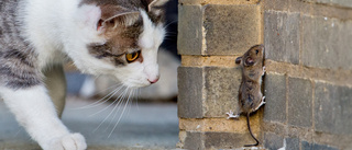 Kattmat med odlad mus ska göra katten till vegan