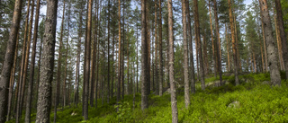 Största skogsägarna i Västerbotten – här är 30 i topp • Störste skogsägaren bor utanför länet