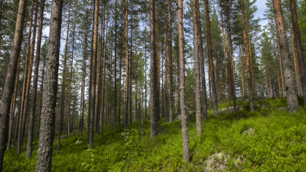 Länsstyrelsen vill bilda ett nytt naturreservat som sträcker sig mellan Katrineholm och Flen. Arkivbild.