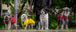 Vädret i dag: Kan komma kraftigt regn