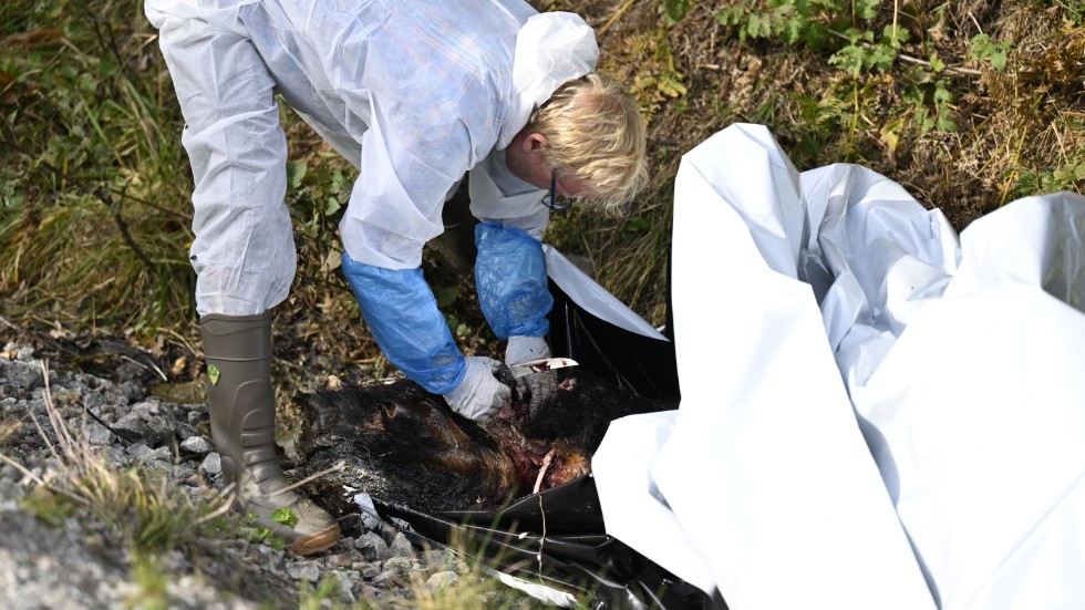 De fösta provet med misstänkt svinpest skickade med vanlig postgång. Här syns ett vildsvinskadaver på en väg i ett skogsområde i Västmanland utanför Fagersta den 8 september.
