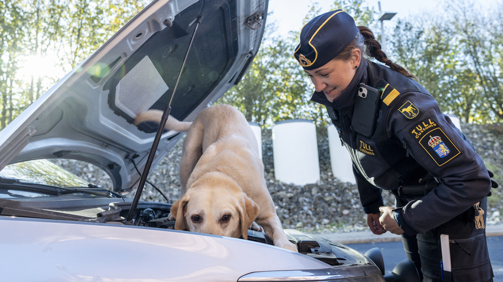 Hunden Max med sin förare Frida Hessbo.
