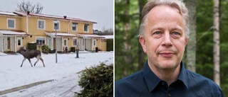 Älgforskaren: "Det är klöven som är farlig"