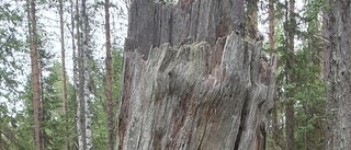 Läsarbilden: En stubbe med historia