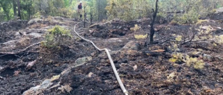 Nya siffror: Här brann det mest skog i fjol