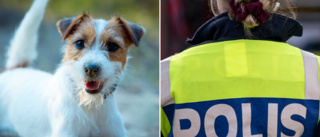 Hund attackerade annan hund – händelsen polisanmäld