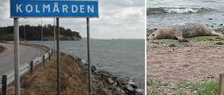 Makabra fyndet vid strandkanten: en död säl